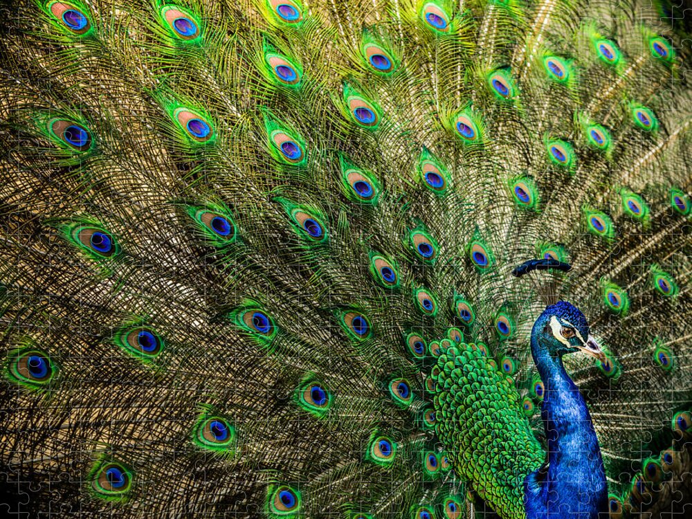 Peacocks Jigsaw Puzzle featuring the photograph KING of BIRDS by Karen Wiles