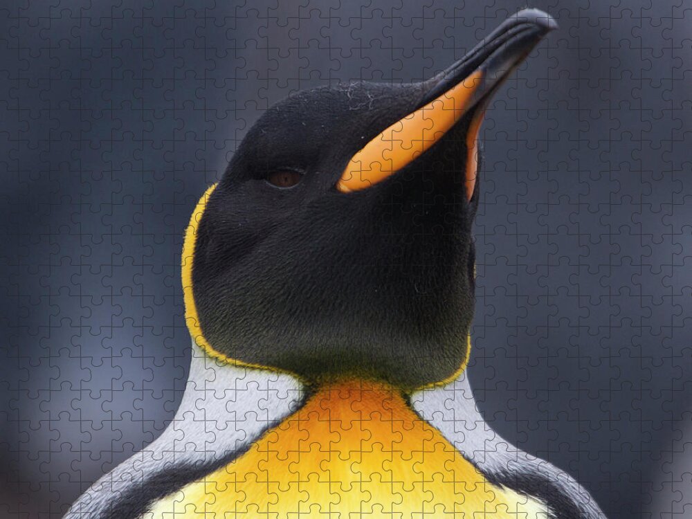 Black Color Jigsaw Puzzle featuring the photograph King Penguin Portrait by Richard Mcmanus
