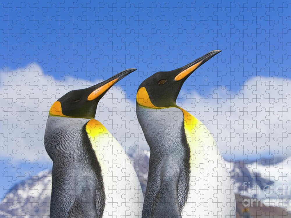 00345339 Jigsaw Puzzle featuring the photograph King Penguin Duo by Yva Momatiuk John Eastcott
