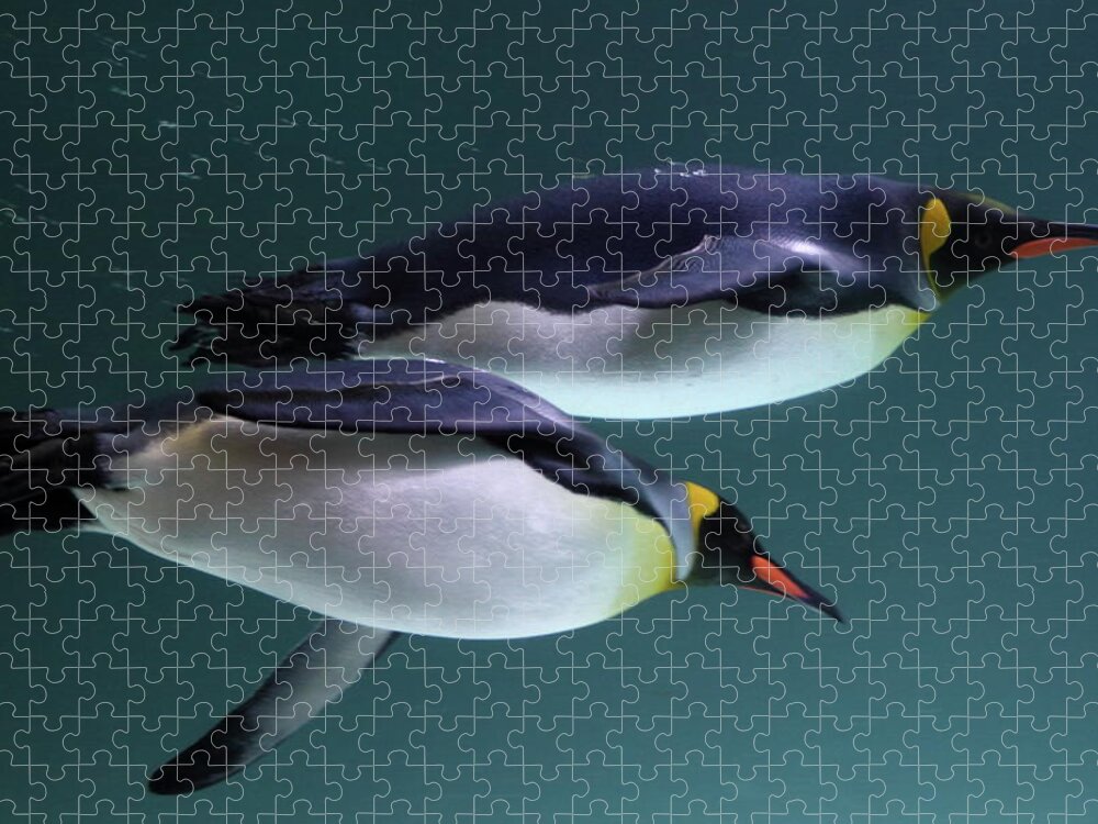 Underwater Jigsaw Puzzle featuring the photograph King Penguins Australia by Tim Phillips Photos