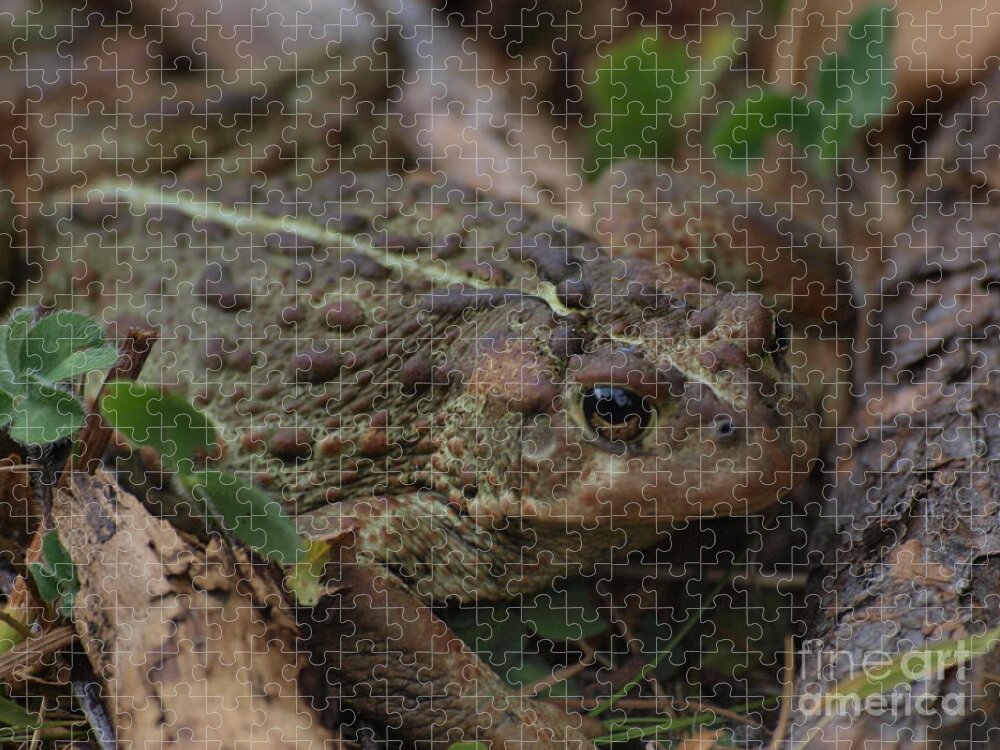 Frog Jigsaw Puzzle featuring the photograph Kiss Me by Vivian Martin