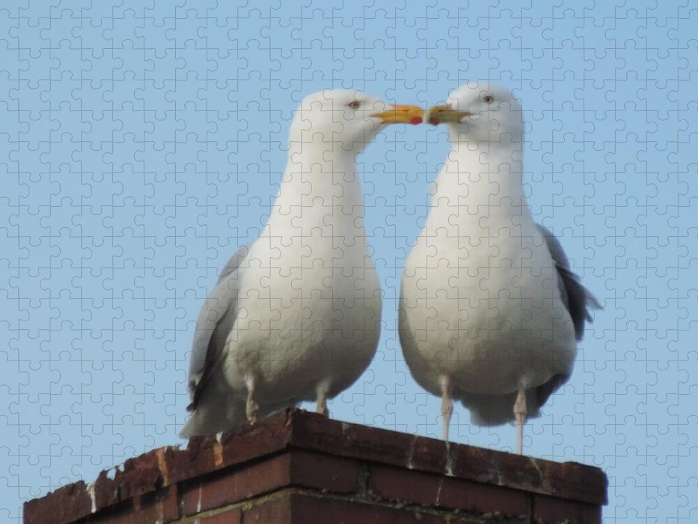 Kissing Seagulls Jigsaw Puzzle featuring the photograph Kiss Me You Fool by Bill Tomsa
