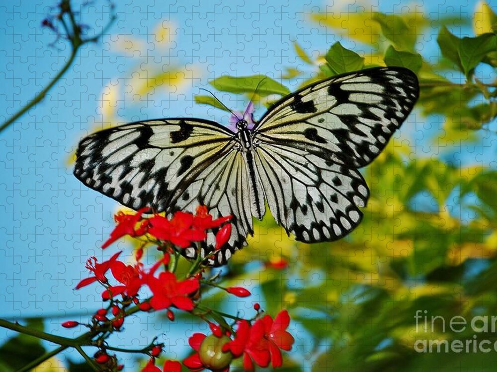 Nature Photography Jigsaw Puzzle featuring the photograph Kite Butterfly by Peggy Franz