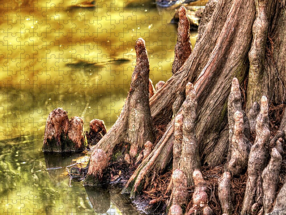 Tree Jigsaw Puzzle featuring the photograph Knees of the Cypress by Jason Politte