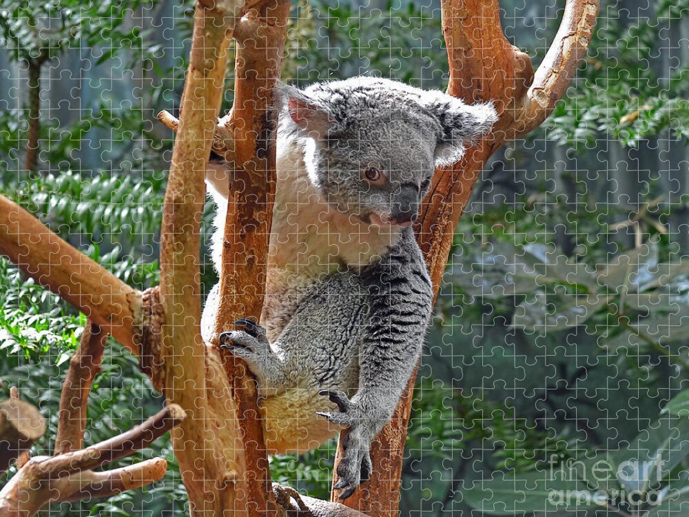 Koala Jigsaw Puzzle featuring the photograph Koala by Rodney Campbell