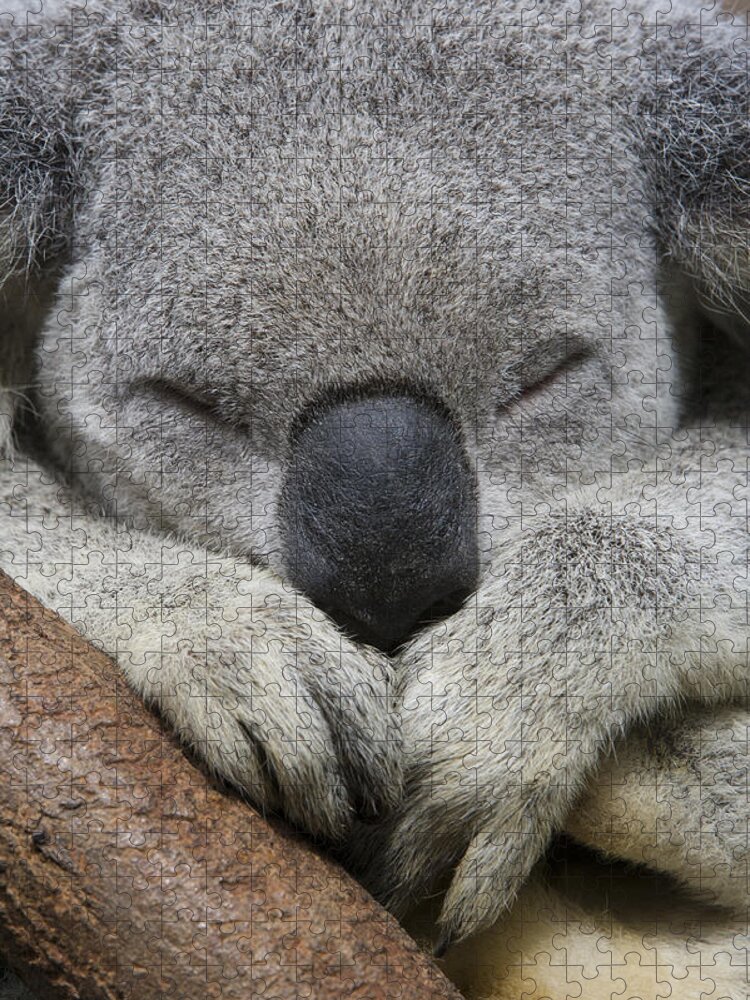 Feb0514 Jigsaw Puzzle featuring the photograph Koala Sleeping Australia by Suzi Eszterhas