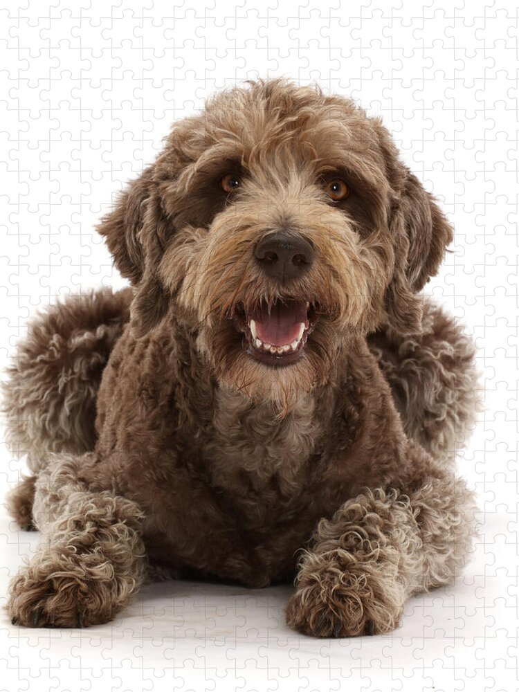 Animals Jigsaw Puzzle featuring the photograph Labradoodle Lying With Head by Mark Taylor