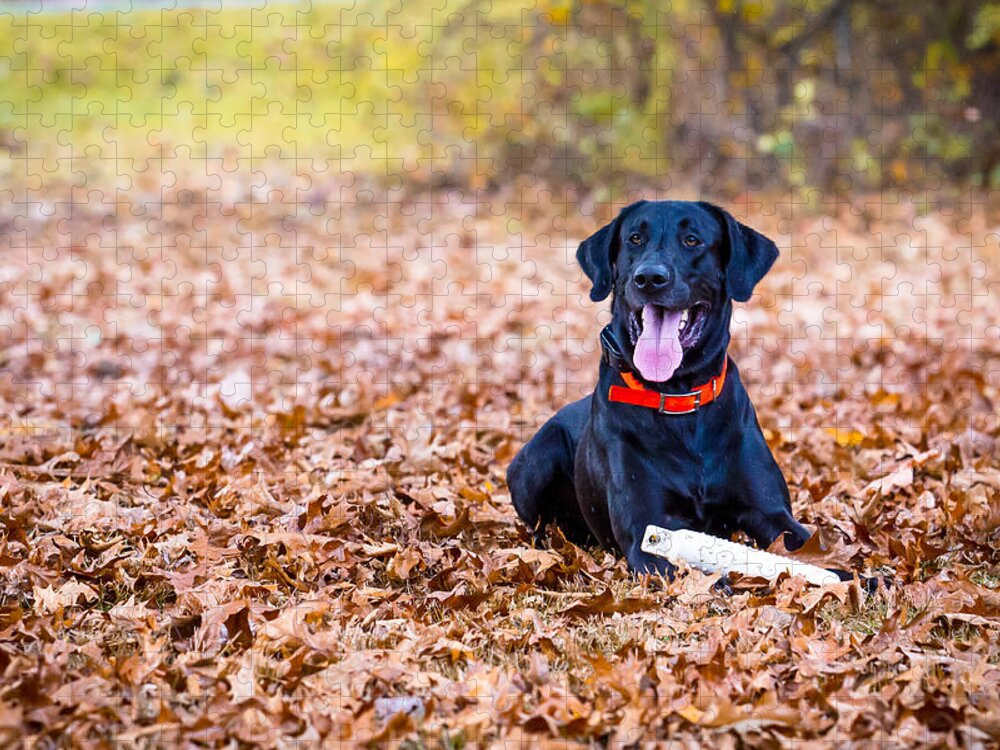 Black Lab Jigsaw Puzzle featuring the photograph Labrador Retriever in the Fall by Eleanor Abramson