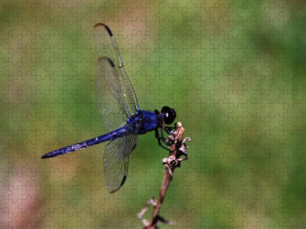Dragonfly Jigsaw Puzzle featuring the photograph Landing by Linda Segerson