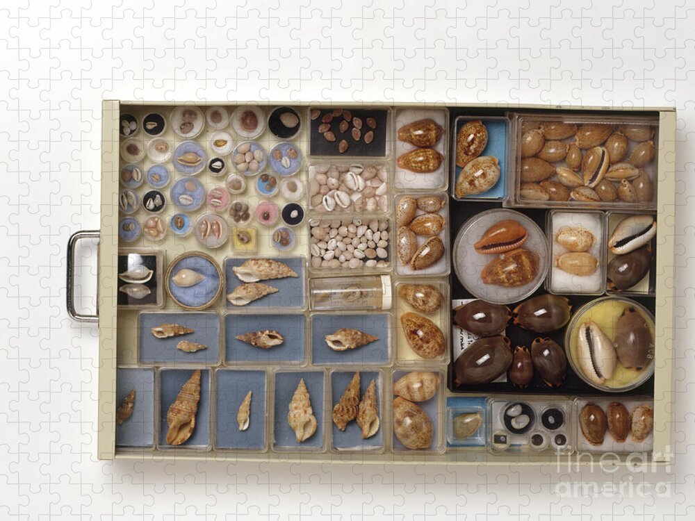 Abundance Jigsaw Puzzle featuring the photograph Large Collection Of Shells In Drawer by Matthew Ward / Dorling Kindersley