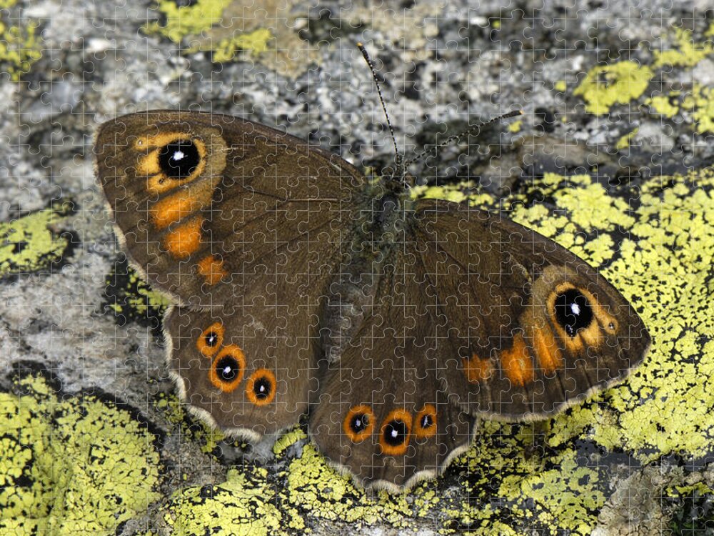 Feb0514 Jigsaw Puzzle featuring the photograph Large Wall Brown Butterfly Switzerland by Thomas Marent