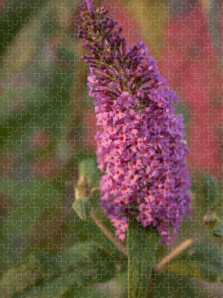 Miguel Jigsaw Puzzle featuring the photograph Late Summer Wildflowers by Miguel Winterpacht