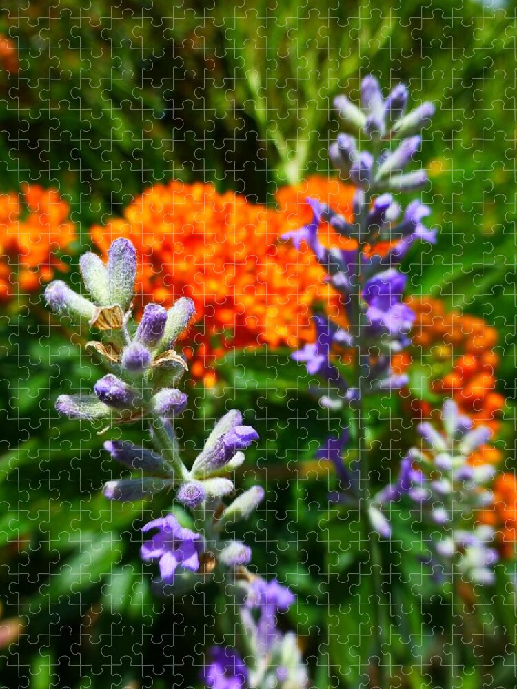 Lavender Jigsaw Puzzle featuring the photograph Lavender and Butterfly Weed by Jennifer Wheatley Wolf