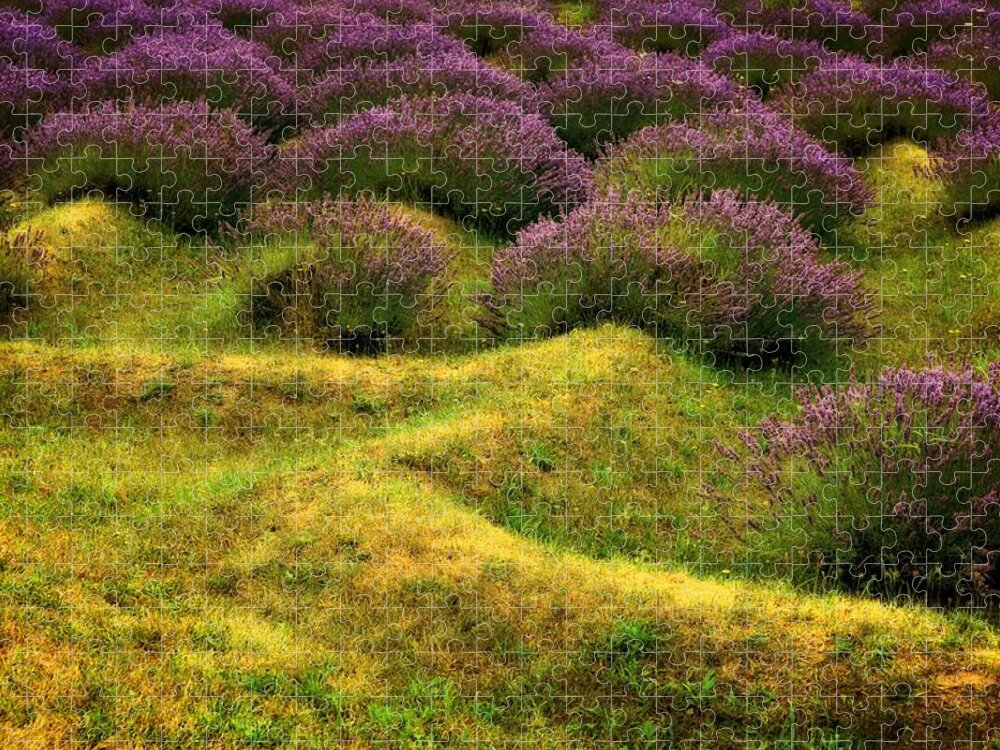 Lavender Jigsaw Puzzle featuring the photograph Lavender Fields by Michelle Calkins