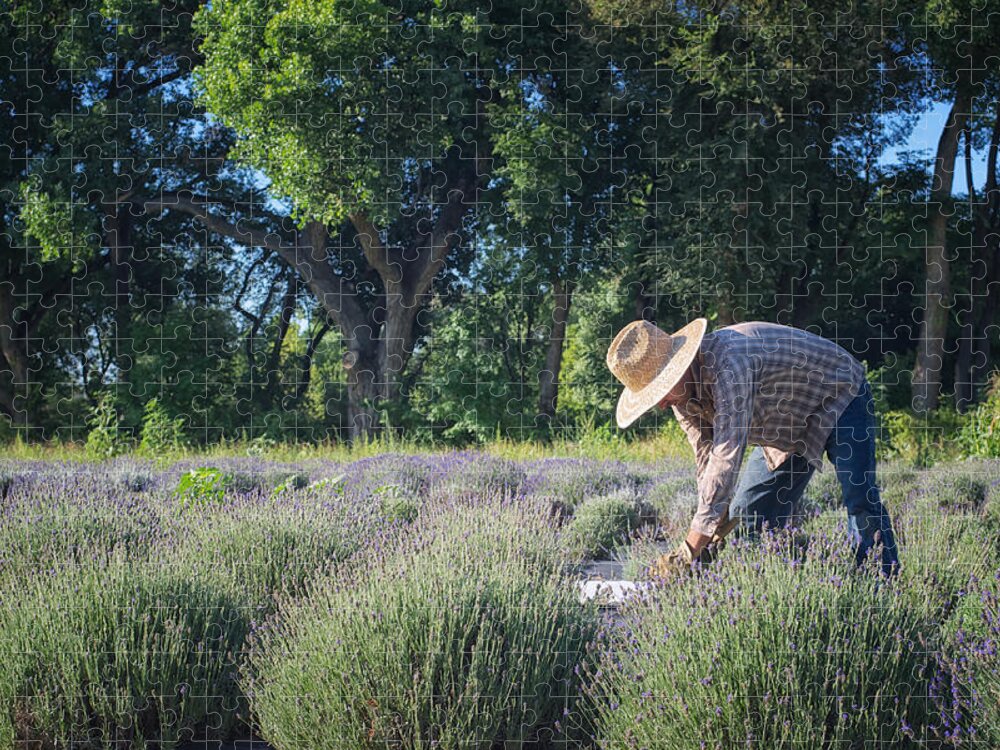 Landscapes Jigsaw Puzzle featuring the photograph Lavender Harvest by Mary Lee Dereske