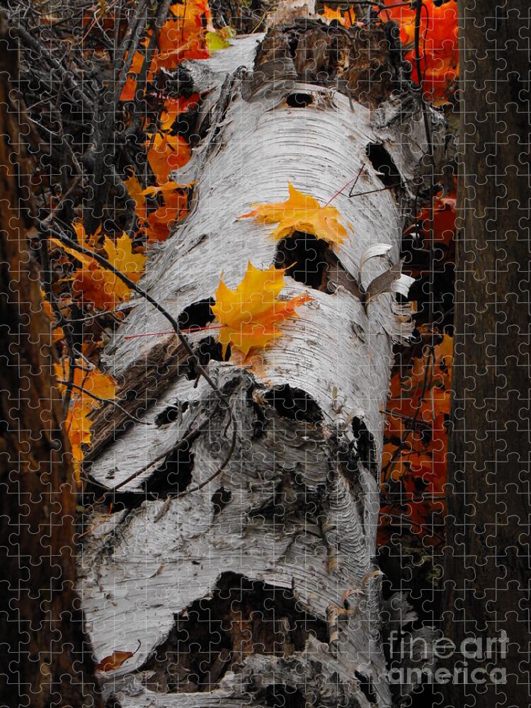 Nature Jigsaw Puzzle featuring the photograph Laying Birch by Erick Schmidt