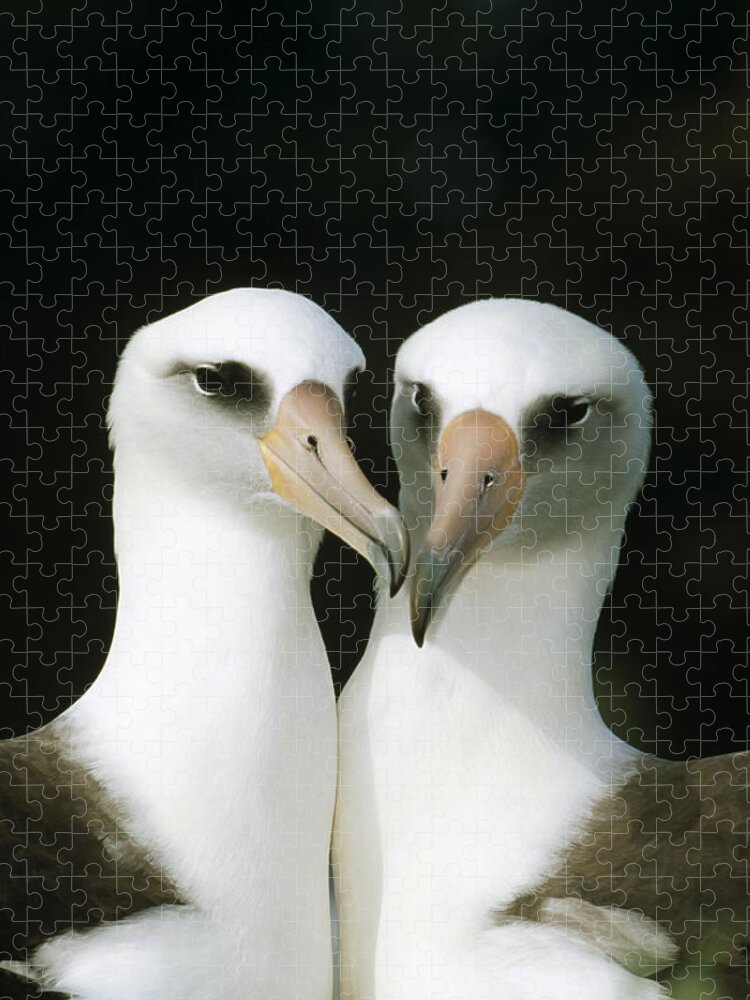Laysan Albatross Pair Bonding Hawaii Jigsaw Puzzle by Tui De Roy - Animals  and Earth