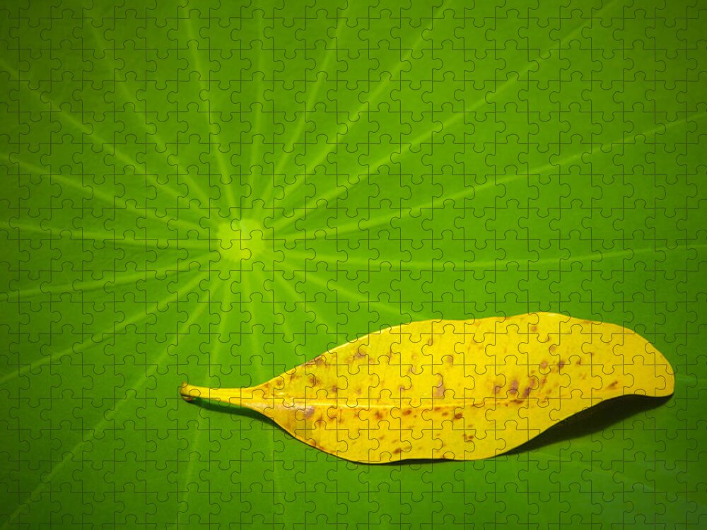 Leaf Jigsaw Puzzle featuring the photograph Leaf by Chevy Fleet