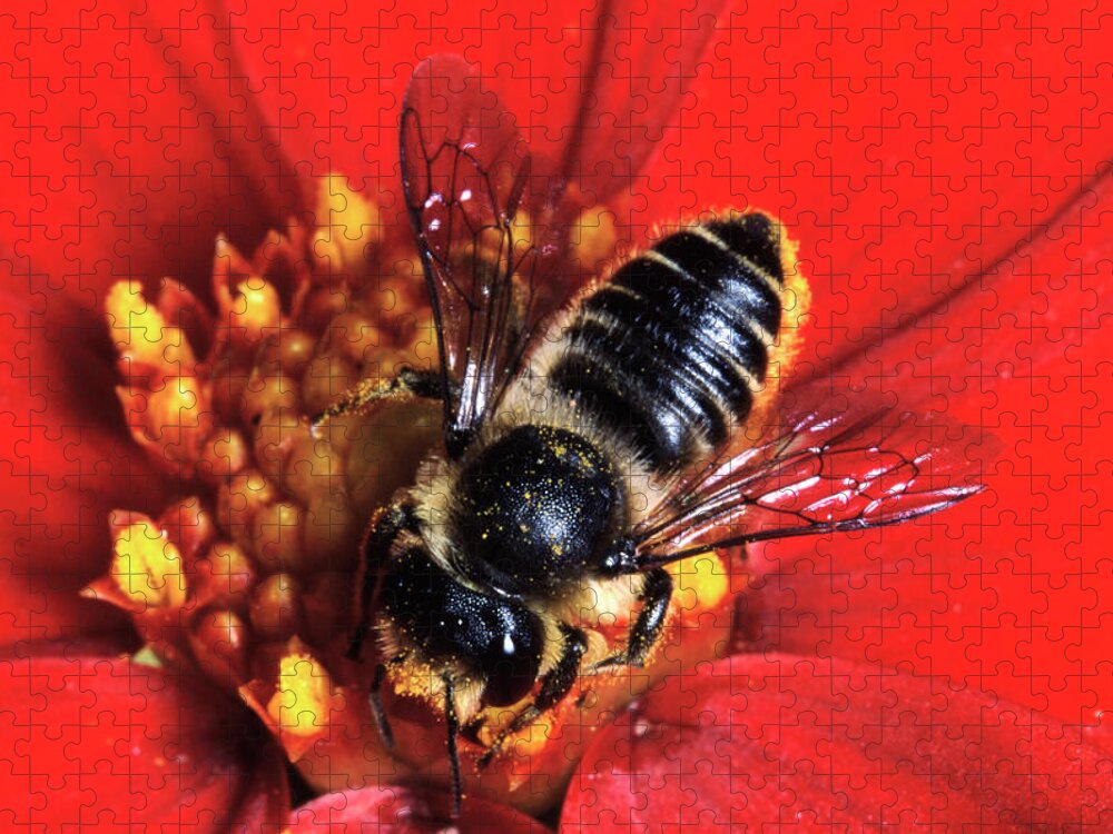 Nis Jigsaw Puzzle featuring the photograph Leafcutter Bee by Jef Meul