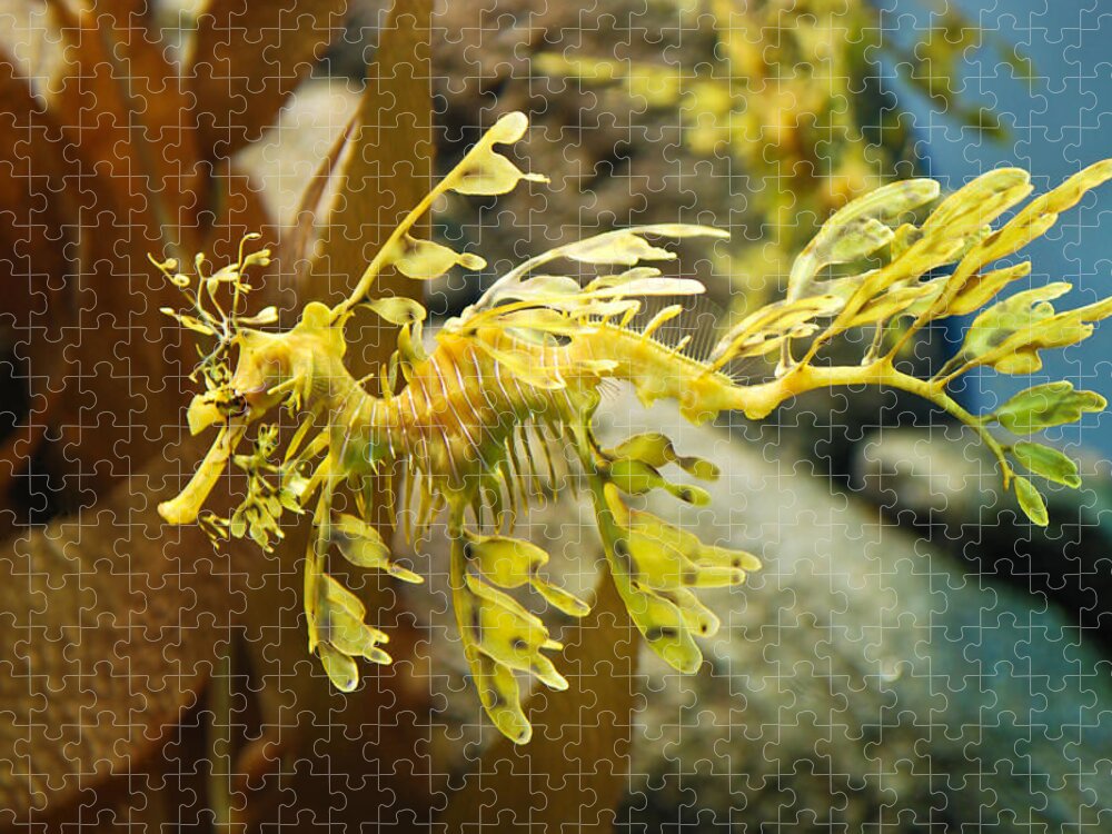 Leafy Jigsaw Puzzle featuring the photograph Leafy Sea Dragon by Shane Kelly