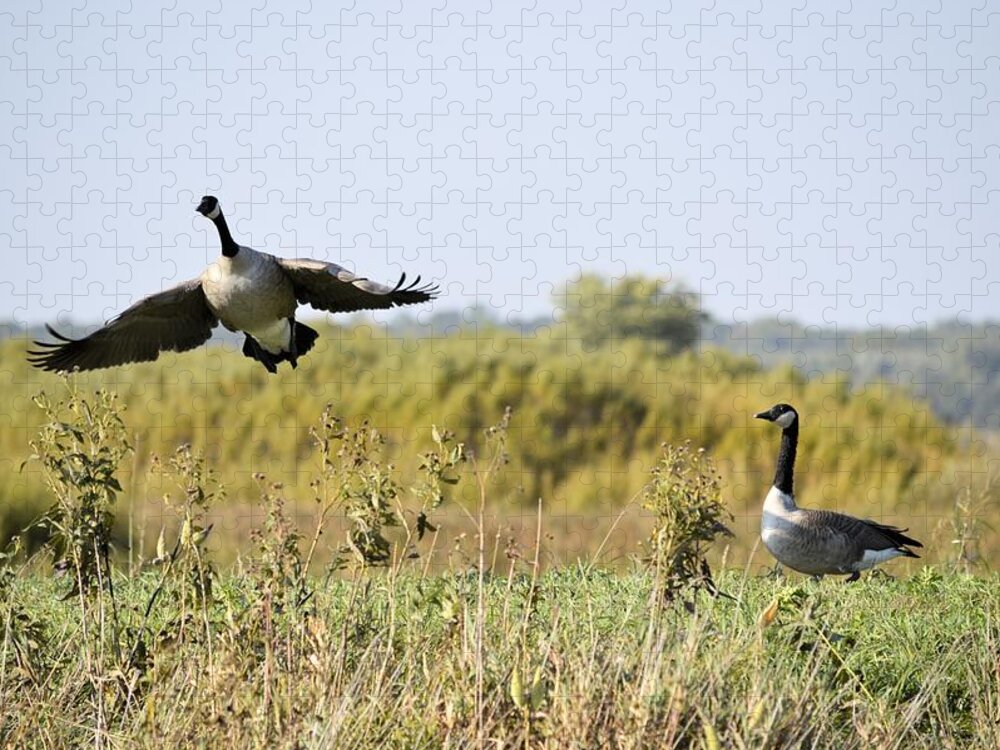 Goose Jigsaw Puzzle featuring the photograph Left Behind by Bonfire Photography