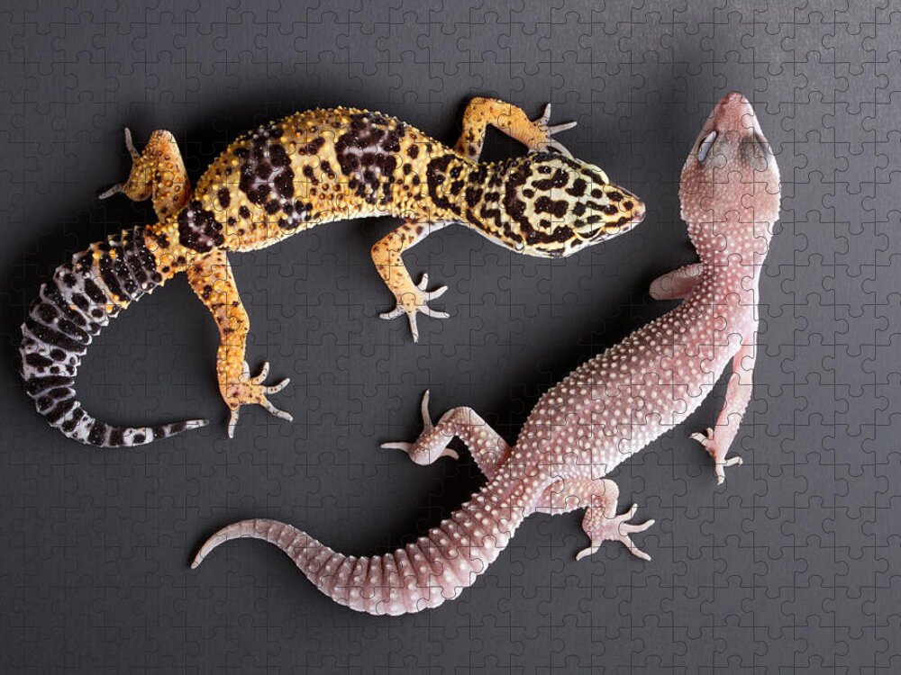 Common Leopard Gecko Jigsaw Puzzle featuring the photograph Leopard Gecko E. Macularius Collection by David Kenny