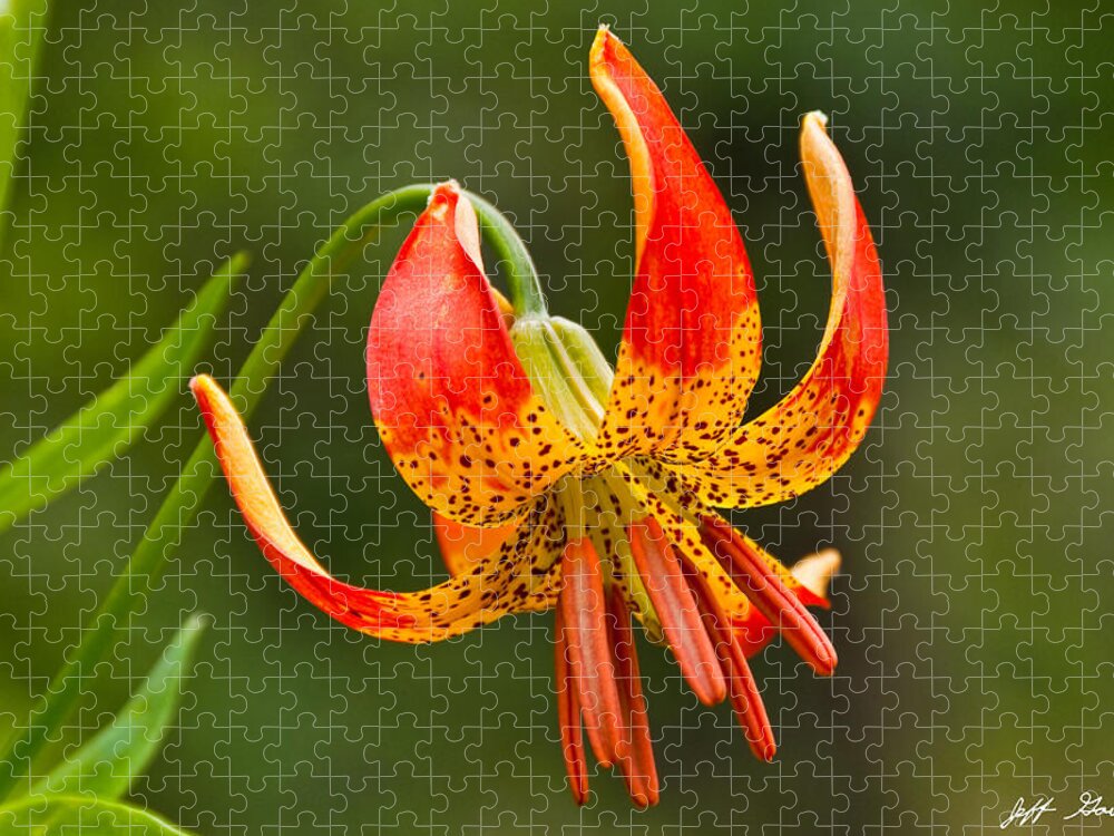 Beauty In Nature Jigsaw Puzzle featuring the photograph Leopard Lily in Bloom by Jeff Goulden