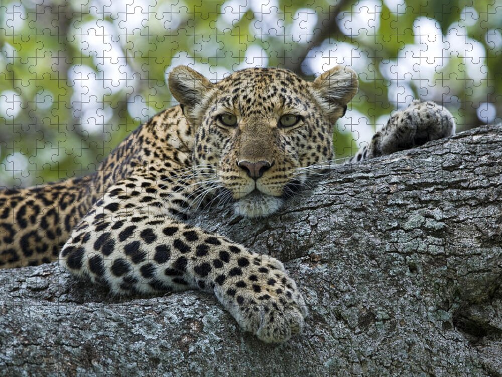 Flpa Jigsaw Puzzle featuring the photograph Leopard Watching from Fig Tree by Elliott Neep