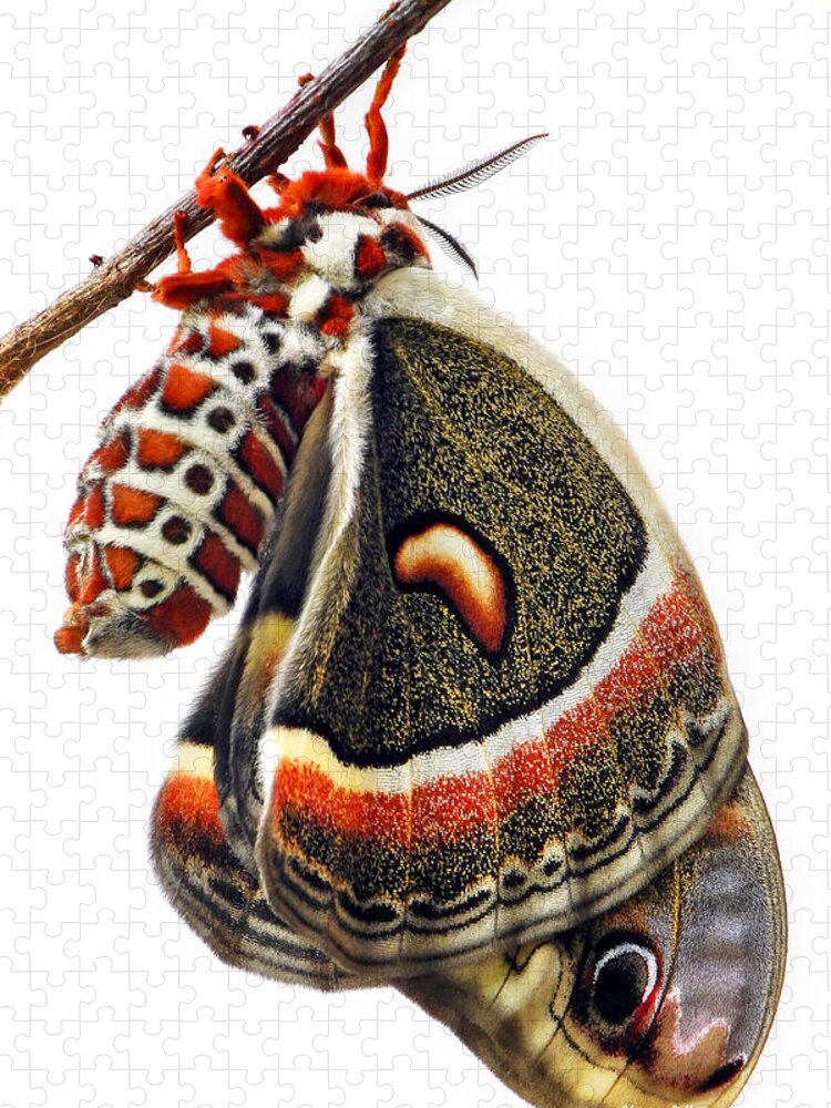 Cecropia Moth Jigsaw Puzzle featuring the photograph Cecropia Moth Emerged by Christina Rollo