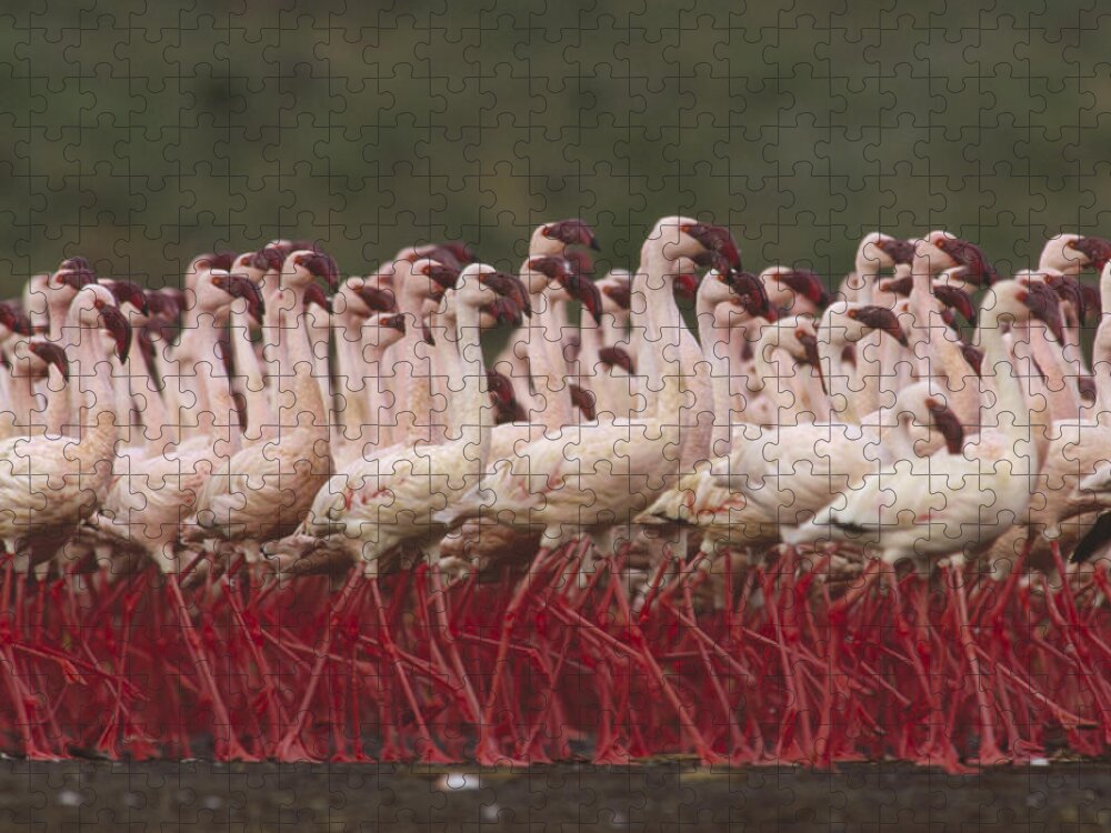 Africa Jigsaw Puzzle featuring the photograph Lesser Flamingo Courtship by Tim Fitzharris