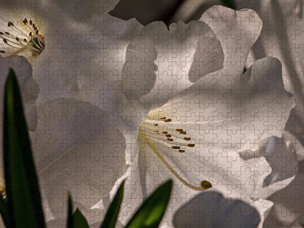 Shining Through The Darkness Jigsaw Puzzle featuring the photograph Shining Through The Darkness - Flower Art by Jordan Blackstone