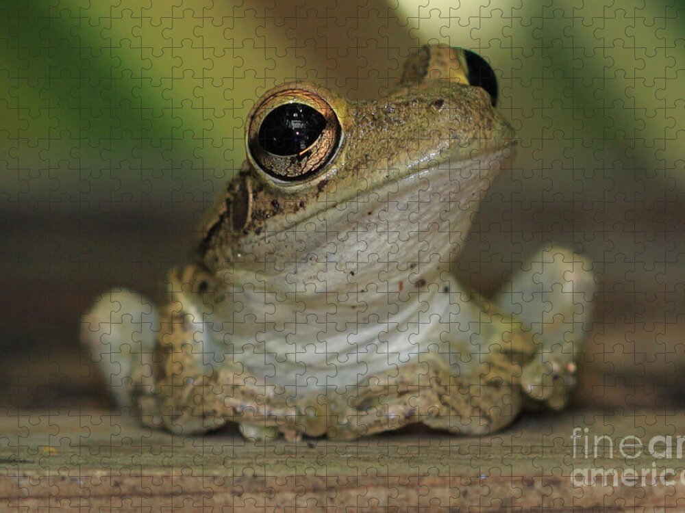 Cuban Treefrog Jigsaw Puzzle featuring the photograph Let's Talk - Cuban Treefrog by Meg Rousher