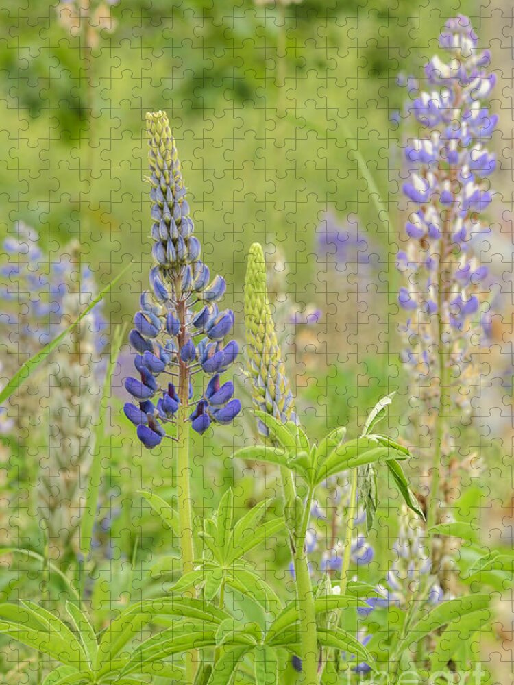 Lupine Jigsaw Puzzle featuring the photograph Life Of A Lupine by Tamara Becker