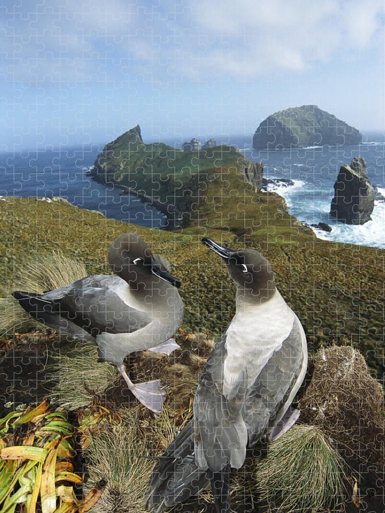 Feb0514 Jigsaw Puzzle featuring the photograph Light-mantled Albatrosses Courting by Tui De Roy
