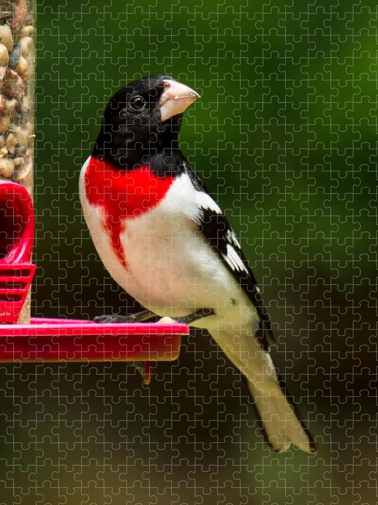 Rose Breasted Grosbeak Jigsaw Puzzle featuring the photograph Like my new suit? by Robert L Jackson