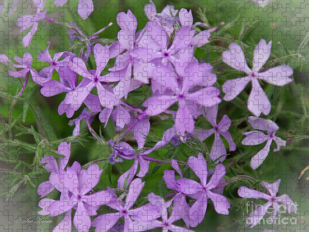 Floral Jigsaw Puzzle featuring the photograph Lil Purple Cluster by Sue Karski