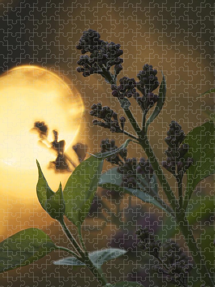 Lilacs Jigsaw Puzzle featuring the photograph Lilacs at Sunset by Penny Meyers