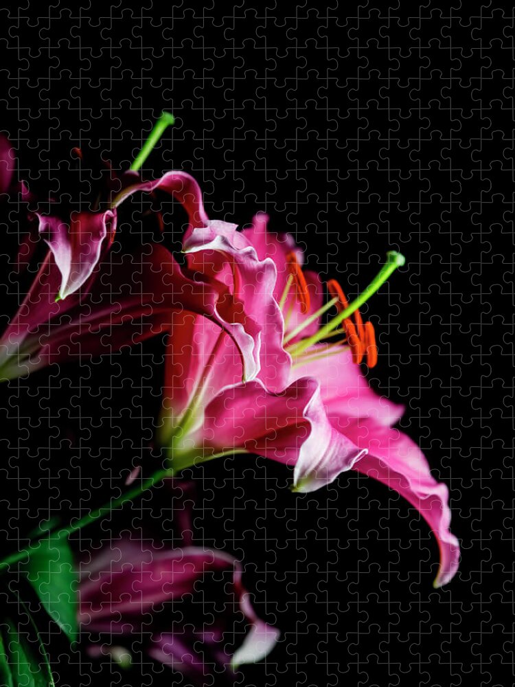 Black Background Jigsaw Puzzle featuring the photograph Lily Flowers Against Black Background by Westend61