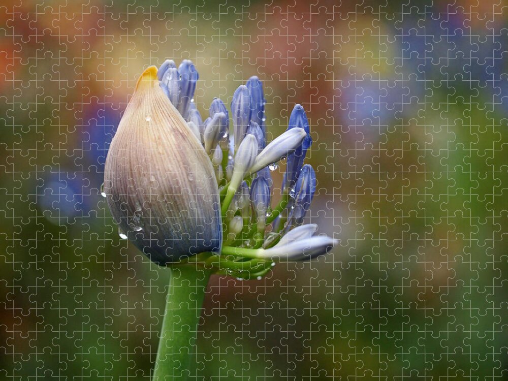 Lily Of The Nile Jigsaw Puzzle featuring the photograph Lily of the Nile by Rona Black