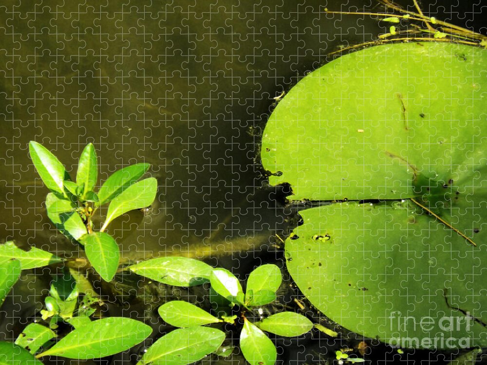 Lily Pad Jigsaw Puzzle featuring the photograph Lily Pad by Robyn King