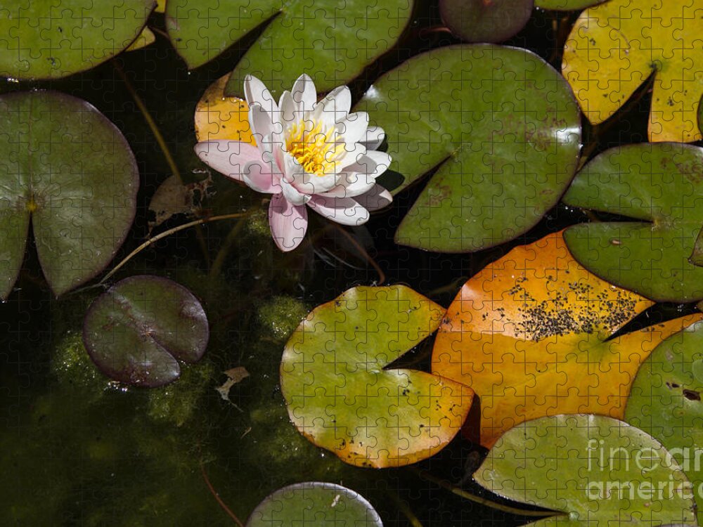 Lily Pads Jigsaw Puzzle featuring the photograph Lily Pads by Suzanne Luft