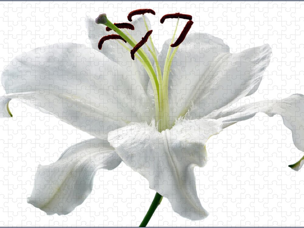 Lily Jigsaw Puzzle featuring the photograph Lily White. by Terence Davis