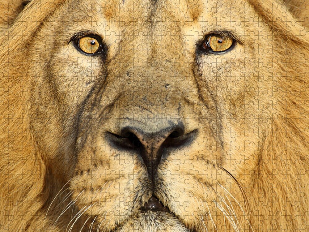 Big Cat Jigsaw Puzzle featuring the photograph Lion Close Up by Andyworks