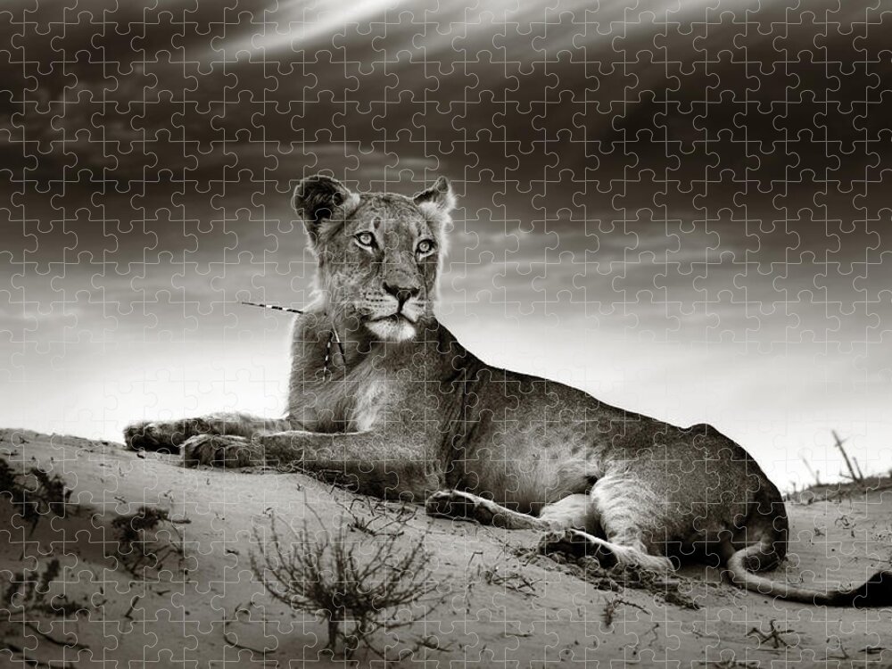 Lion Jigsaw Puzzle featuring the photograph Lioness on desert dune by Johan Swanepoel