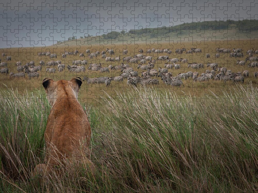 Kenya Jigsaw Puzzle featuring the photograph Lioness Panthera Leo Watching Zebras by Buena Vista Images