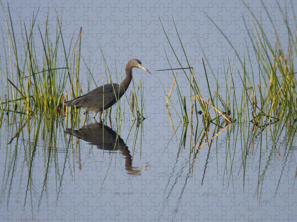 Feb0514 Jigsaw Puzzle featuring the photograph Little Blue Heron Wading Texas by Tom Vezo