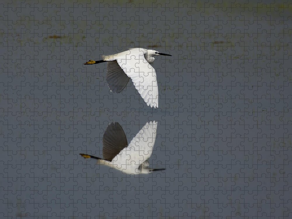 Egret Jigsaw Puzzle featuring the photograph Little Egret in flight by Tony Mills