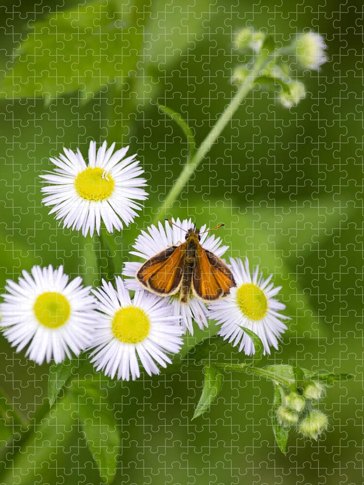 Butterflies Jigsaw Puzzle featuring the photograph Little Orange Skipper by Christina Rollo