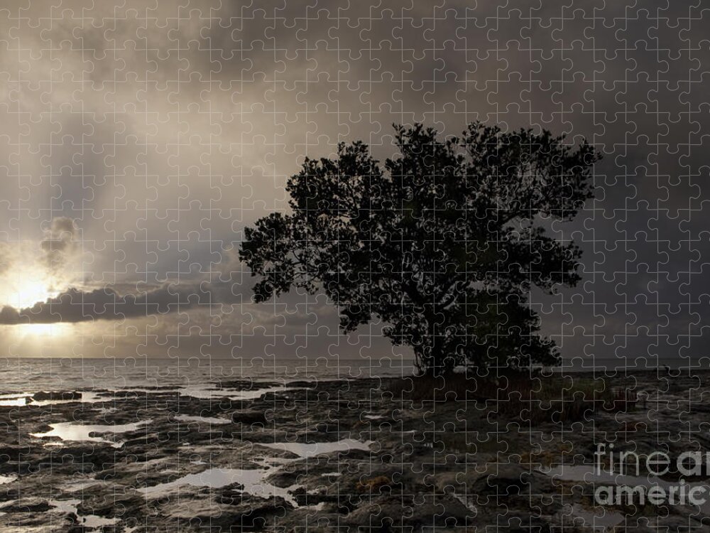 Tranquil Scene Jigsaw Puzzle featuring the photograph Lone Mangrove by Keith Kapple