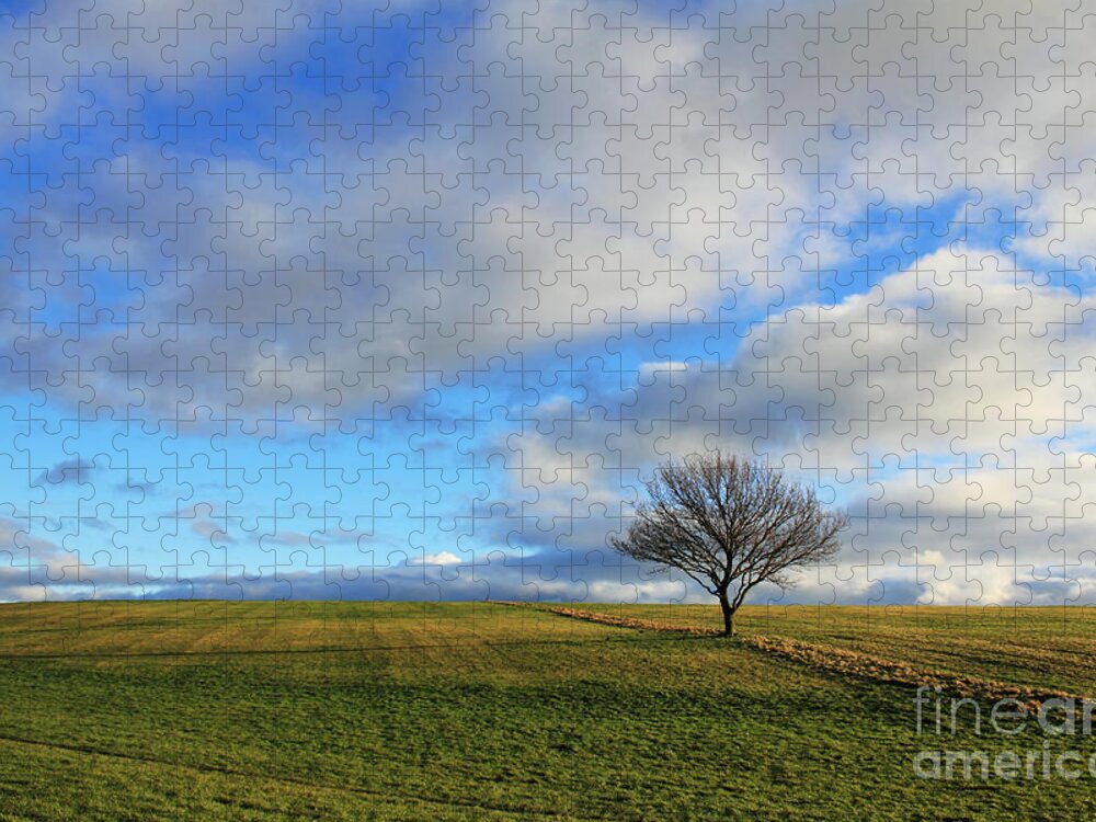 Epsom Downs Surrey England Uk English Countryside Landscape British Lone Tree Grass Hill Hillside Slope Fluffy Clouds Pretty Winter Day Dusk Green Blue Sky Stark Jigsaw Puzzle featuring the photograph Lone tree at Epsom Downs UK by Julia Gavin